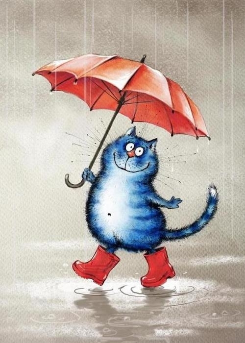 котик