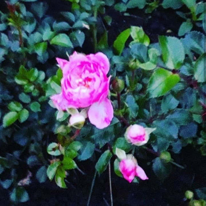the rose
