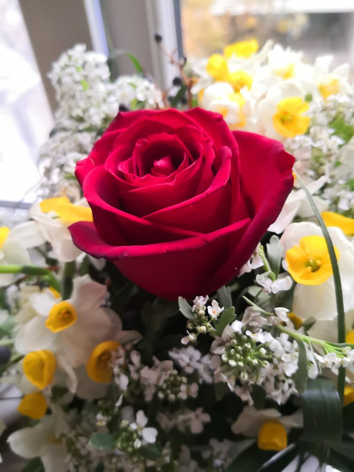 fresh likes roses