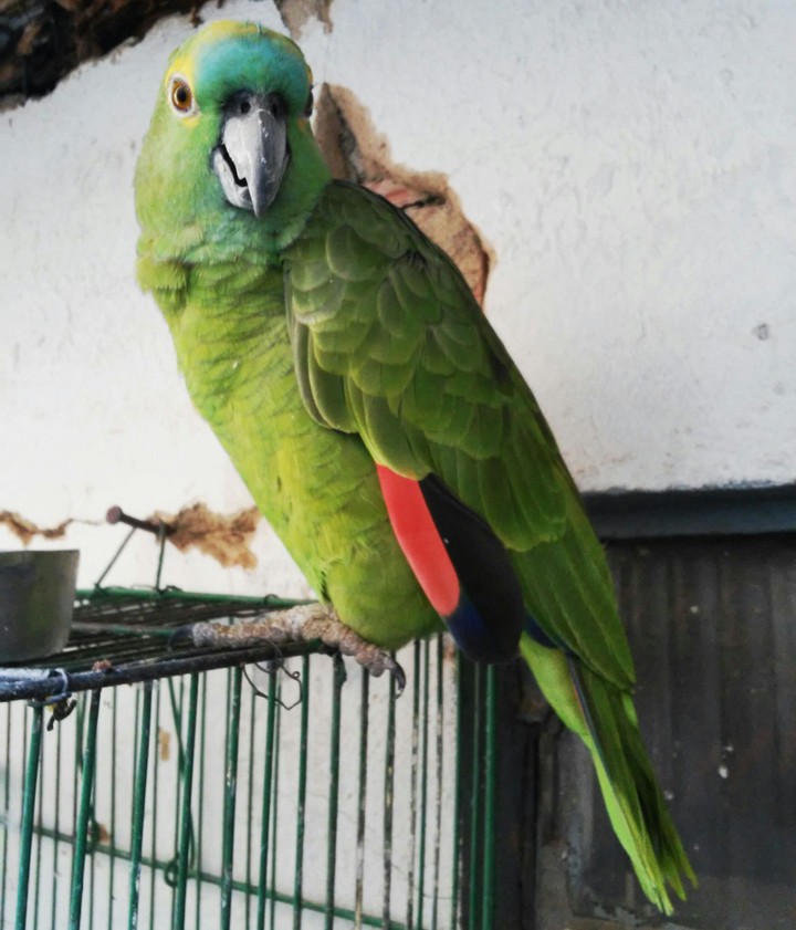 Macaw Green