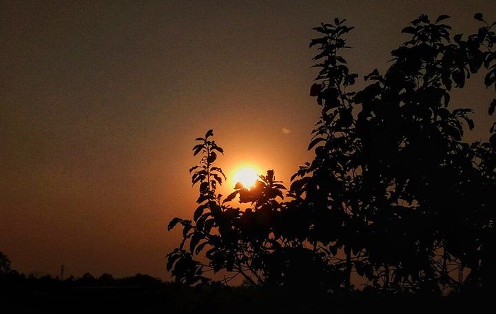 the sun through the leaves.