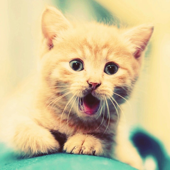 kitten