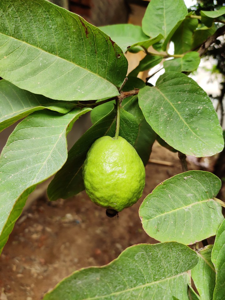 Fruit