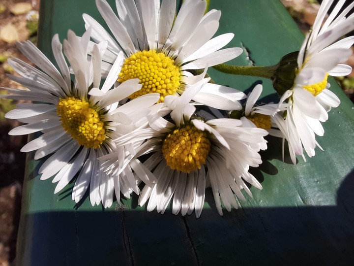 ♡Daisy♡
