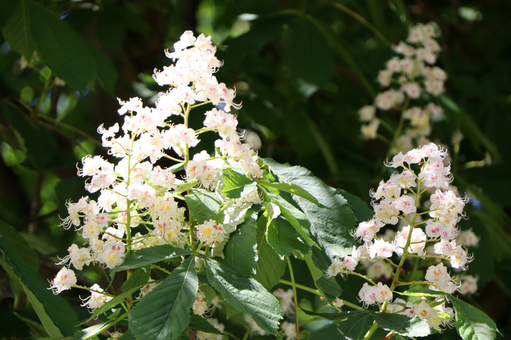 Kastanienblüte beim Schloss Monrepos Ludwigsburg