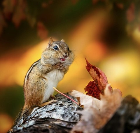 tapety eating, Squirrel