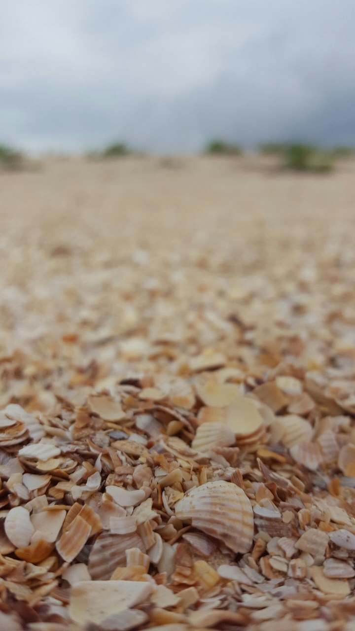 Shells