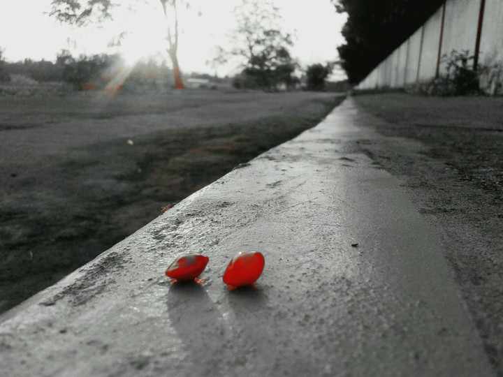 Lucky Red Seed
