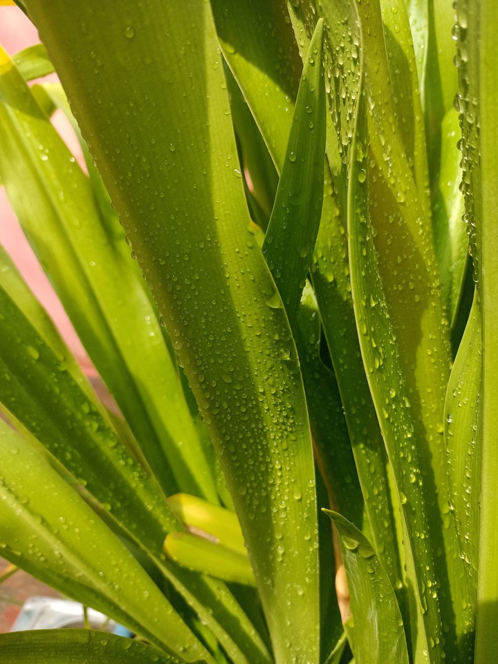 green water