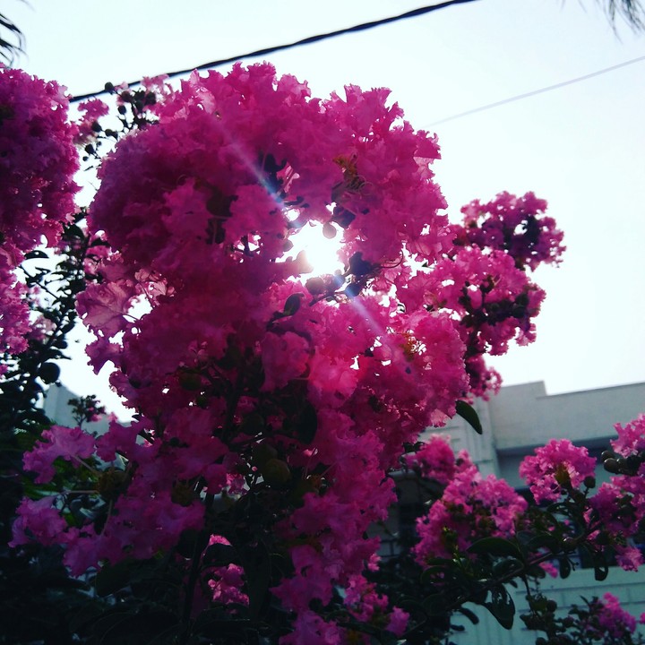 sunshine