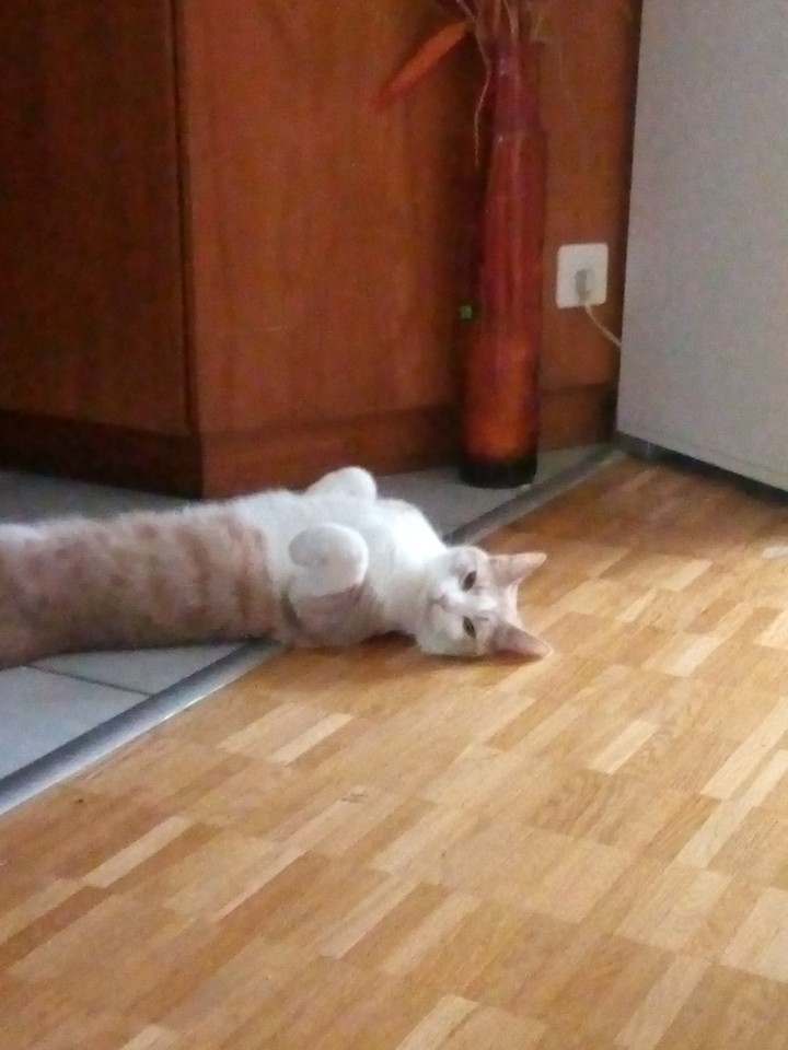 mon chat SIRA