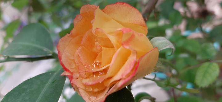 Rose flover