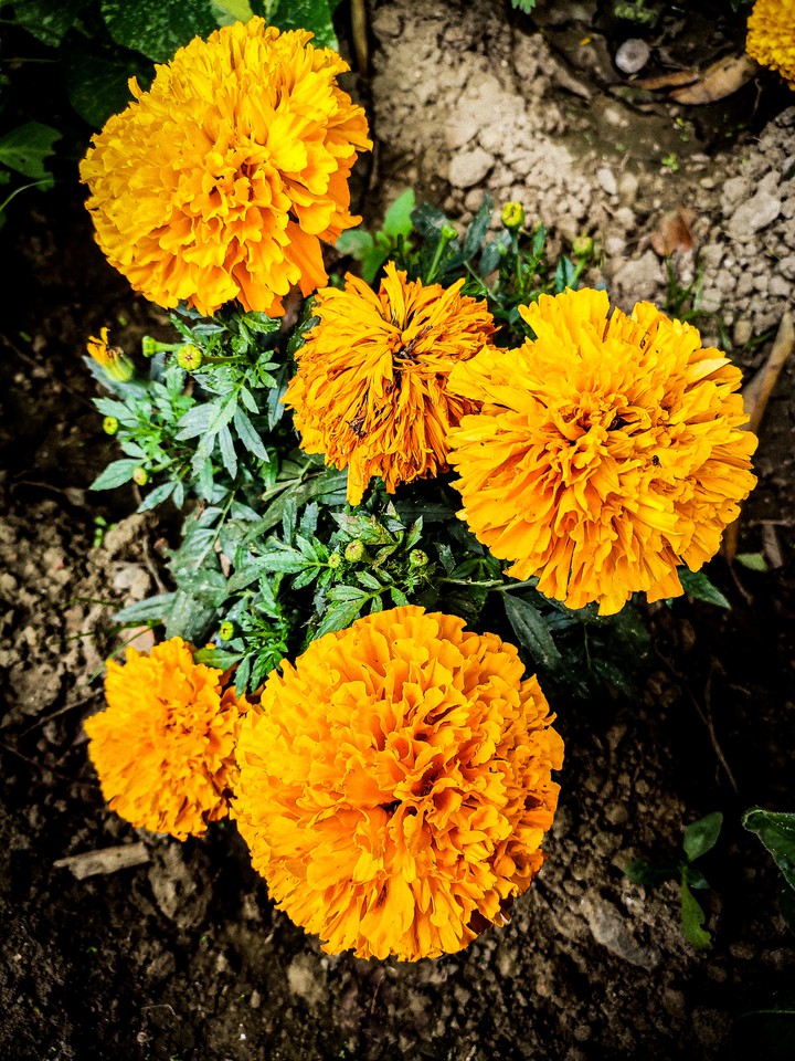 my clicks