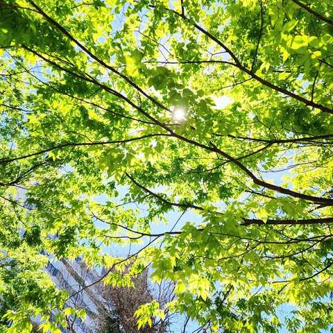 sunshine, tree वॉलपेपर