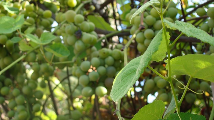 Uvas♣️