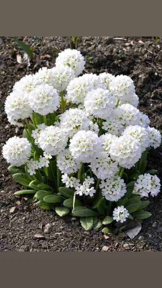 white f