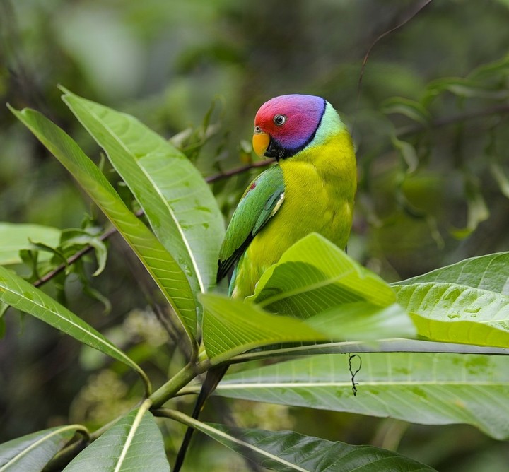 parrot