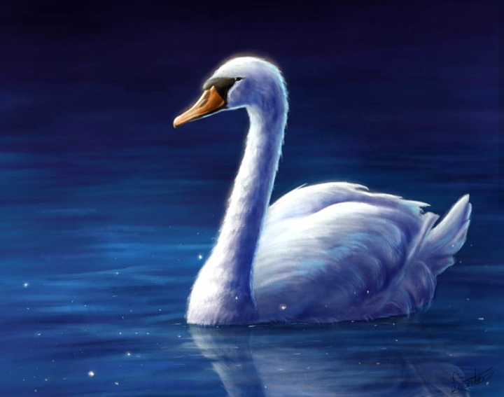 Swan