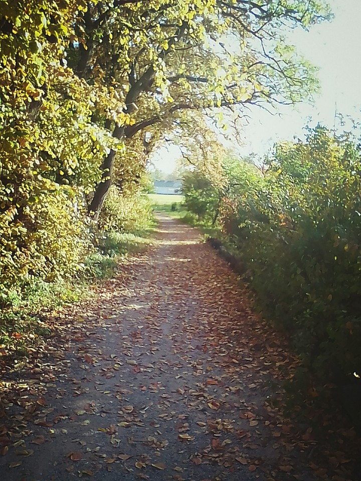 Trail to home...