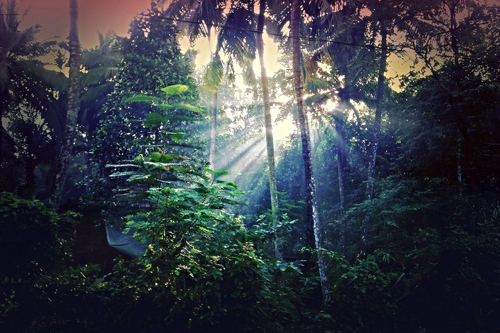 Rays
