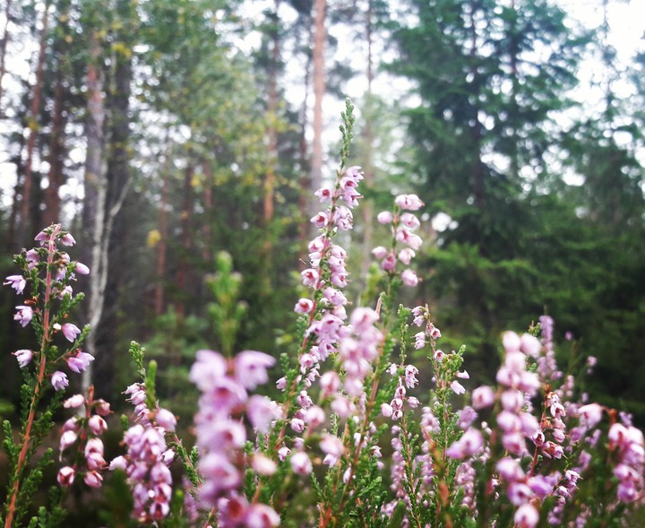In the woods