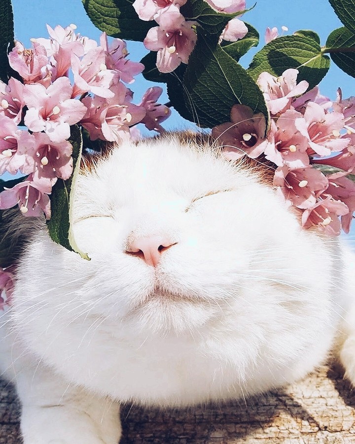 13)коты