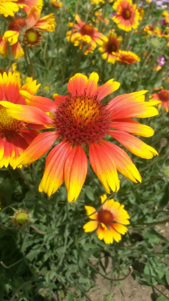 flover
