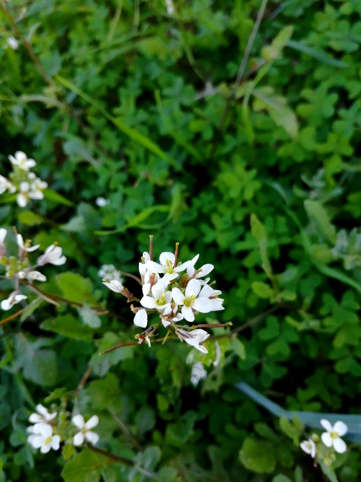 White flowers