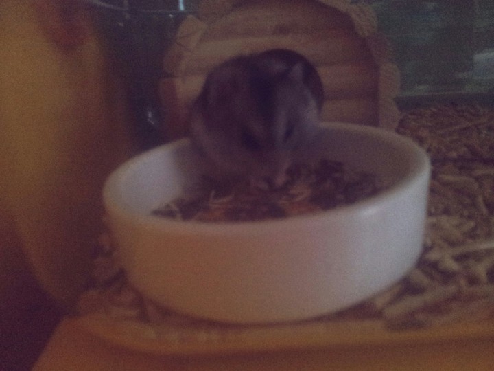 hamster