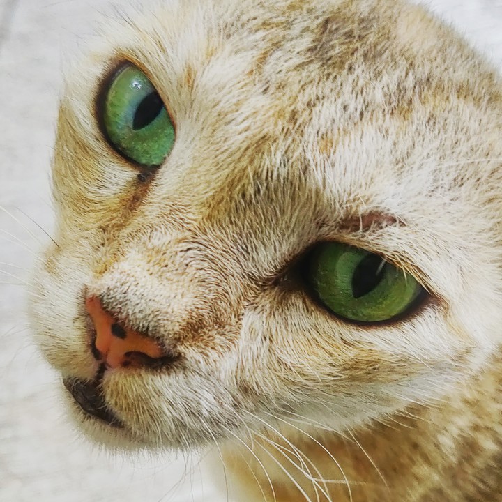 that green eyes