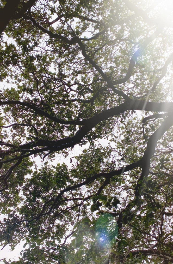 Green tree ağaç yeşil