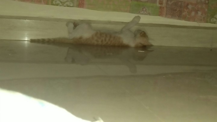 sleeing kitten 