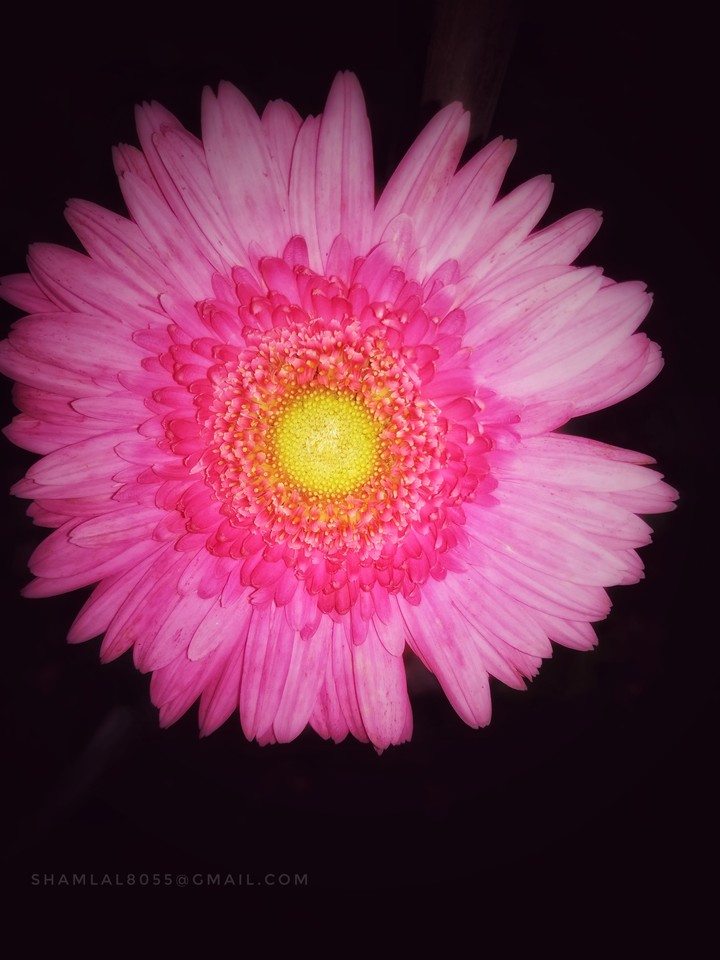 Pink.