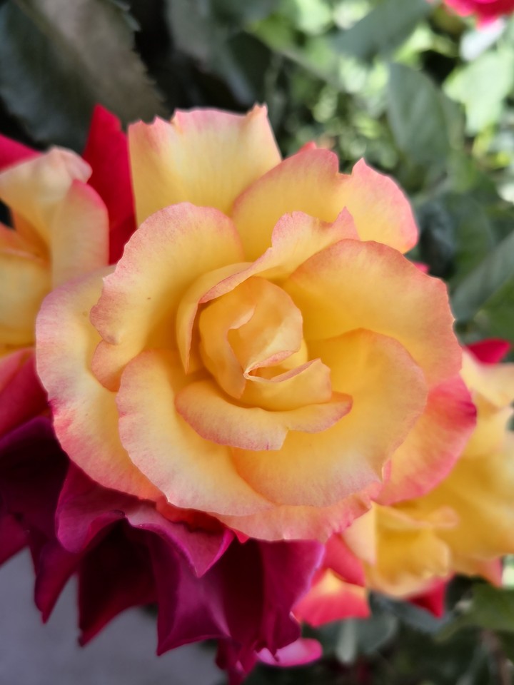 rose