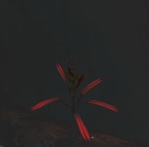 Dark Flower