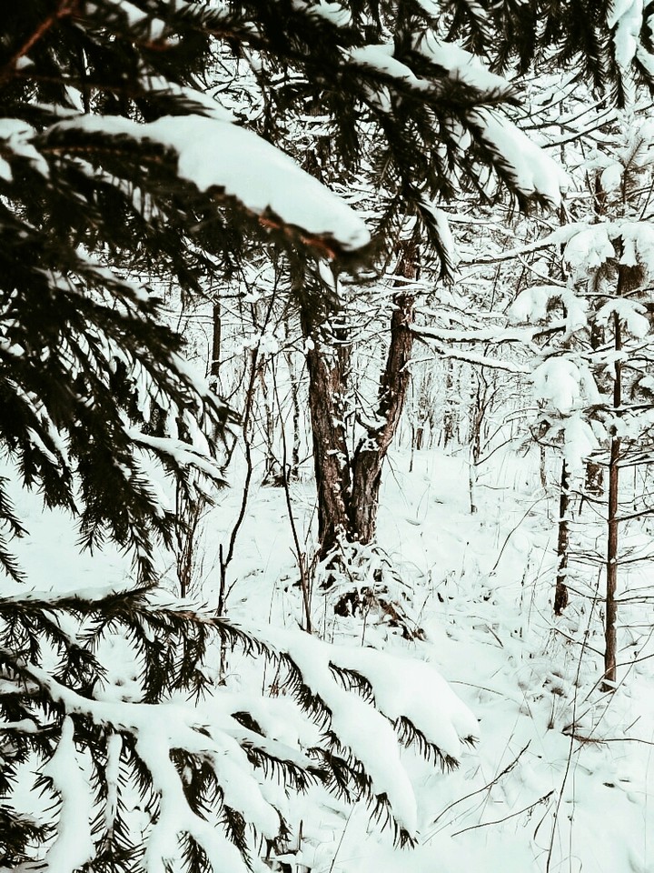 Snow tayga