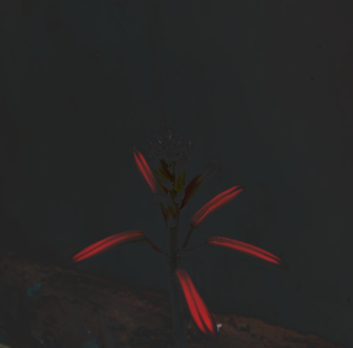 Dark Flower