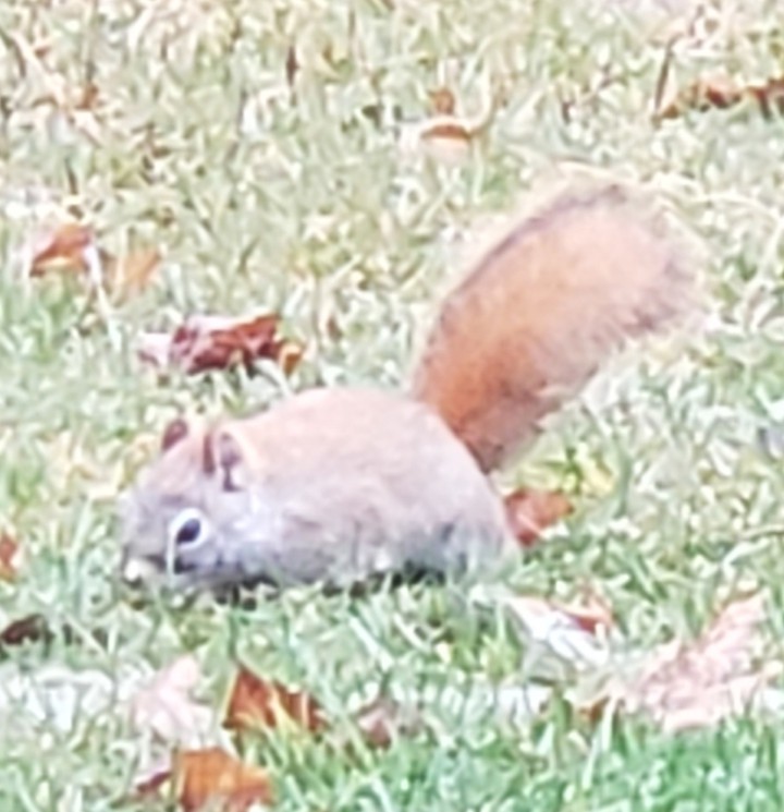 Red Squirrel