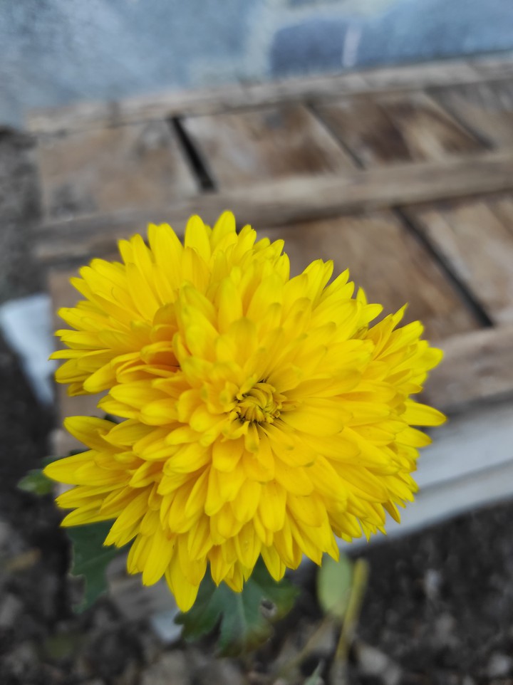 Yellow beauty