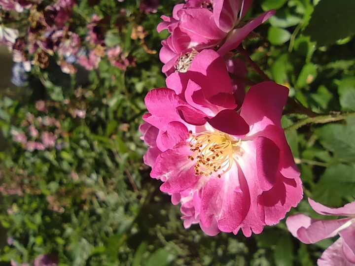 pink flowers