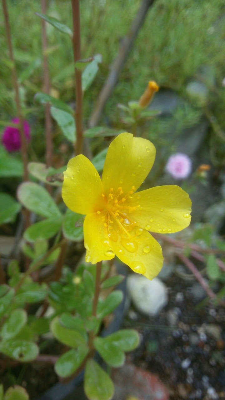 #FloweR #WaTerdropLeTs.. ..