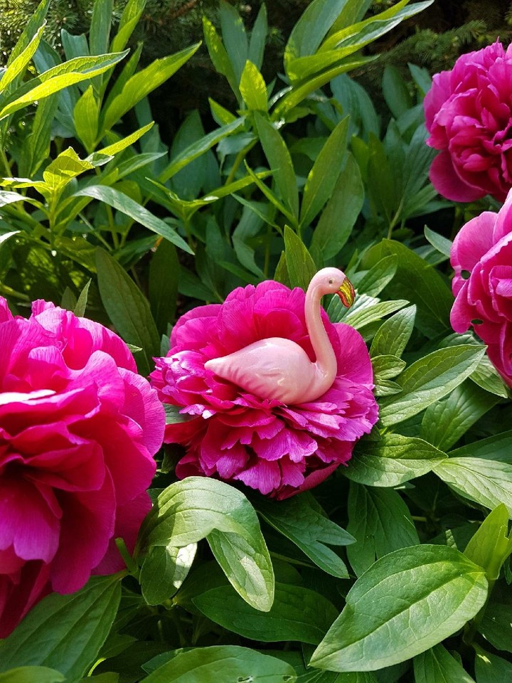 flamingo