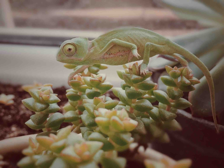 chameleon baby