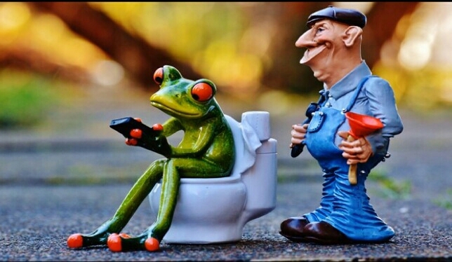 nice frog