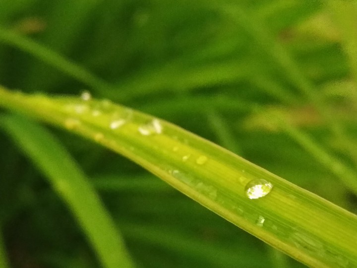 Leaf