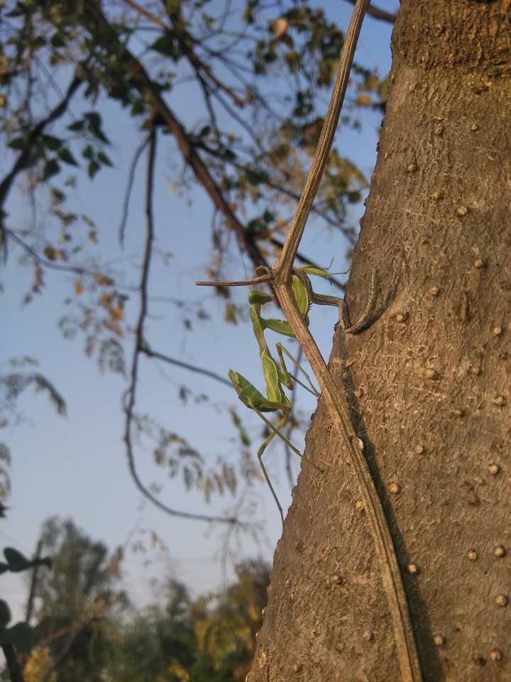 Praying Mantis