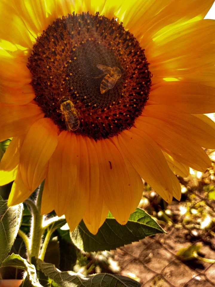 summer sunflower