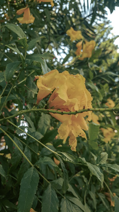 yellow