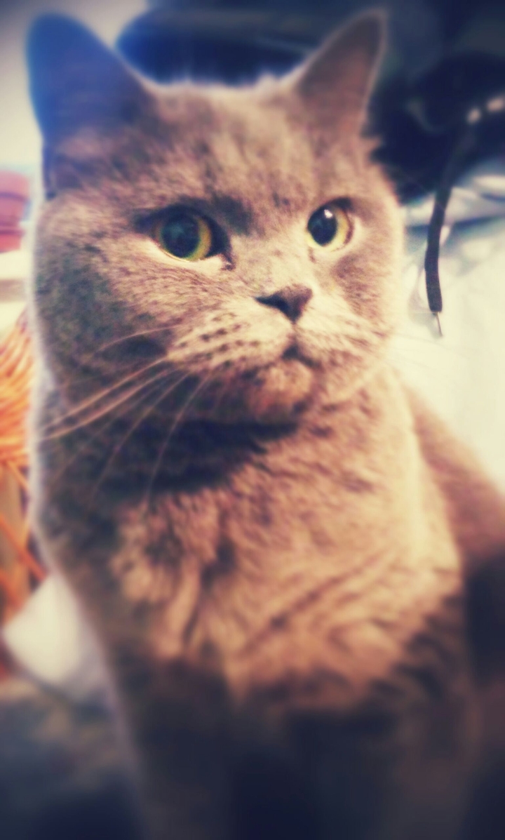 My cat