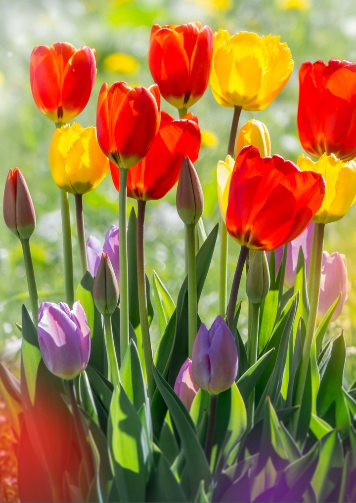 beautiful flowers....
